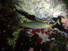 Cutribbon Wrasse photo 2