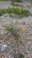 Hypecoum procumbens