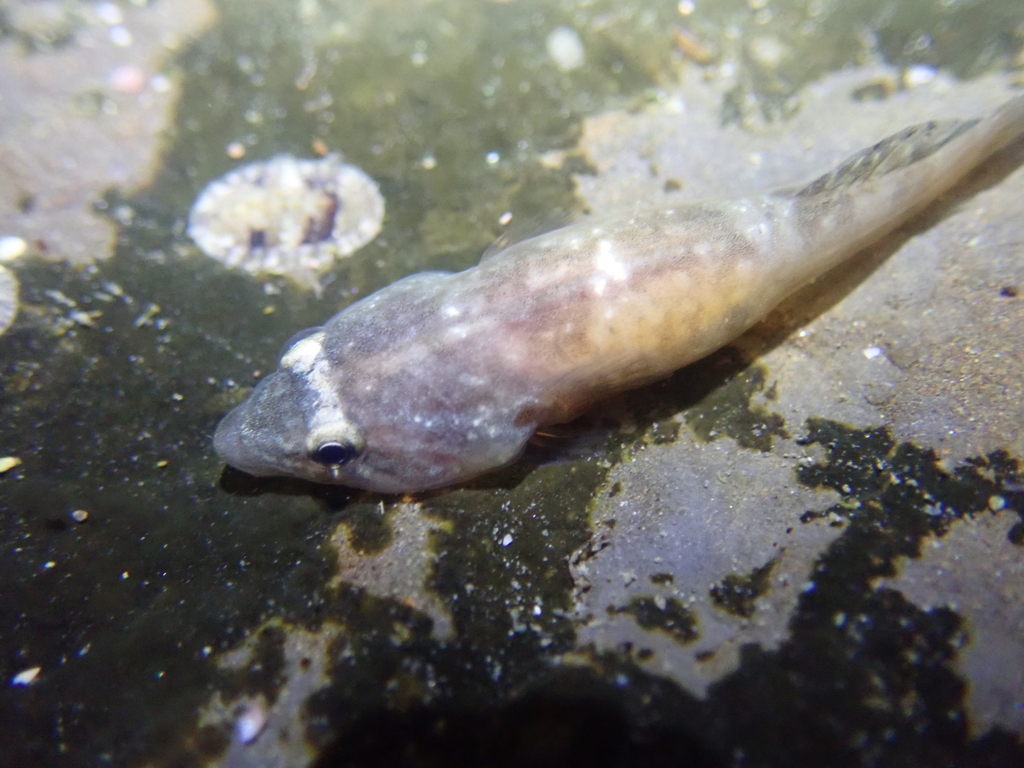 Broadhead Clingfish