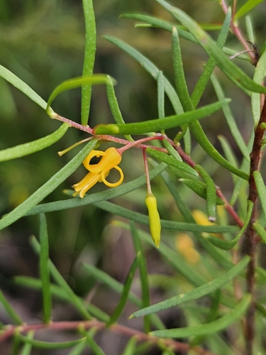 Image of Persoonia nutans by (c) Rosalie Lawrence, some rights reserved (CC BY)