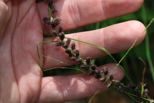 Image of Cenchrus caliculatus by (c) Greg Tasney, some rights reserved (CC BY-SA)