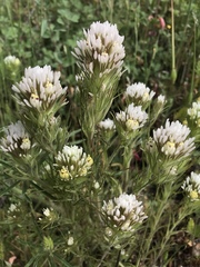 Castilleja lineariloba