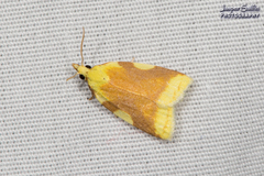 Cenopis niveana