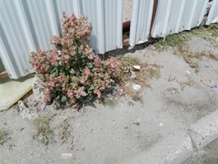 Rumex vesicarius