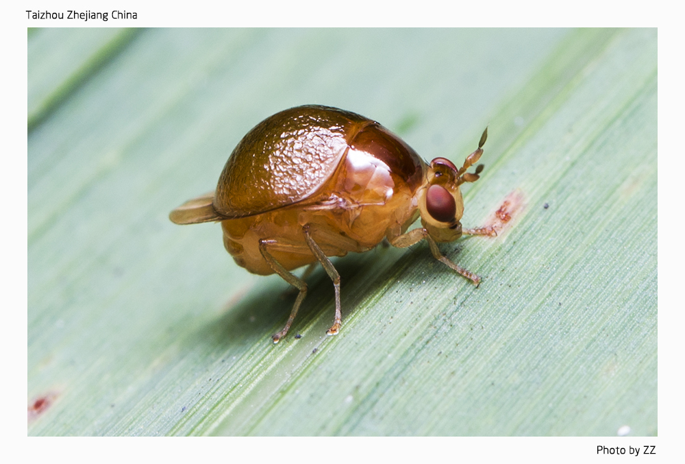 Celyphus reticulatus