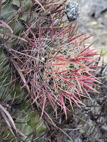 Image of Ferocactus gracilis by (c) Alan Rockefeller, some rights reserved (CC BY)