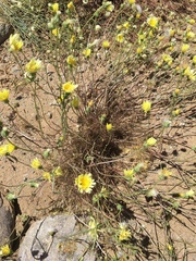 Malacothrix californica