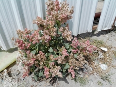 Rumex vesicarius