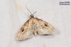 Melanomma auricinctaria