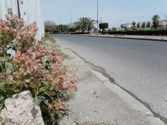 Rumex vesicarius