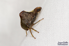 Telamona monticola