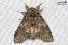 Peridea angulosa