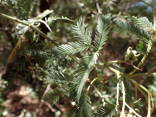 Acacia deanei iNat (1)