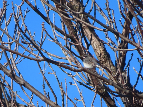 Dark-eyed Junco photographed in Nebraska