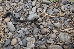 Coelognathus flavolineatus