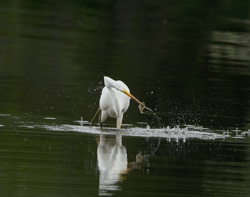 American Great Egret photographed in Rhode Island