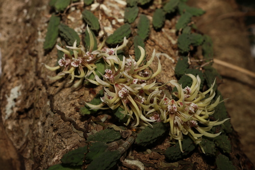 Image of Dendrobium cucumerinum by (c) Greg Tasney, some rights reserved (CC BY-SA)