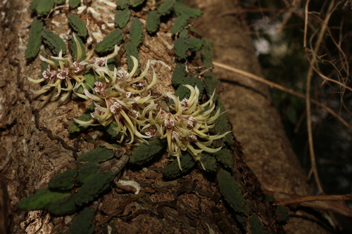 Image of Dendrobium cucumerinum by (c) Greg Tasney, some rights reserved (CC BY-SA)