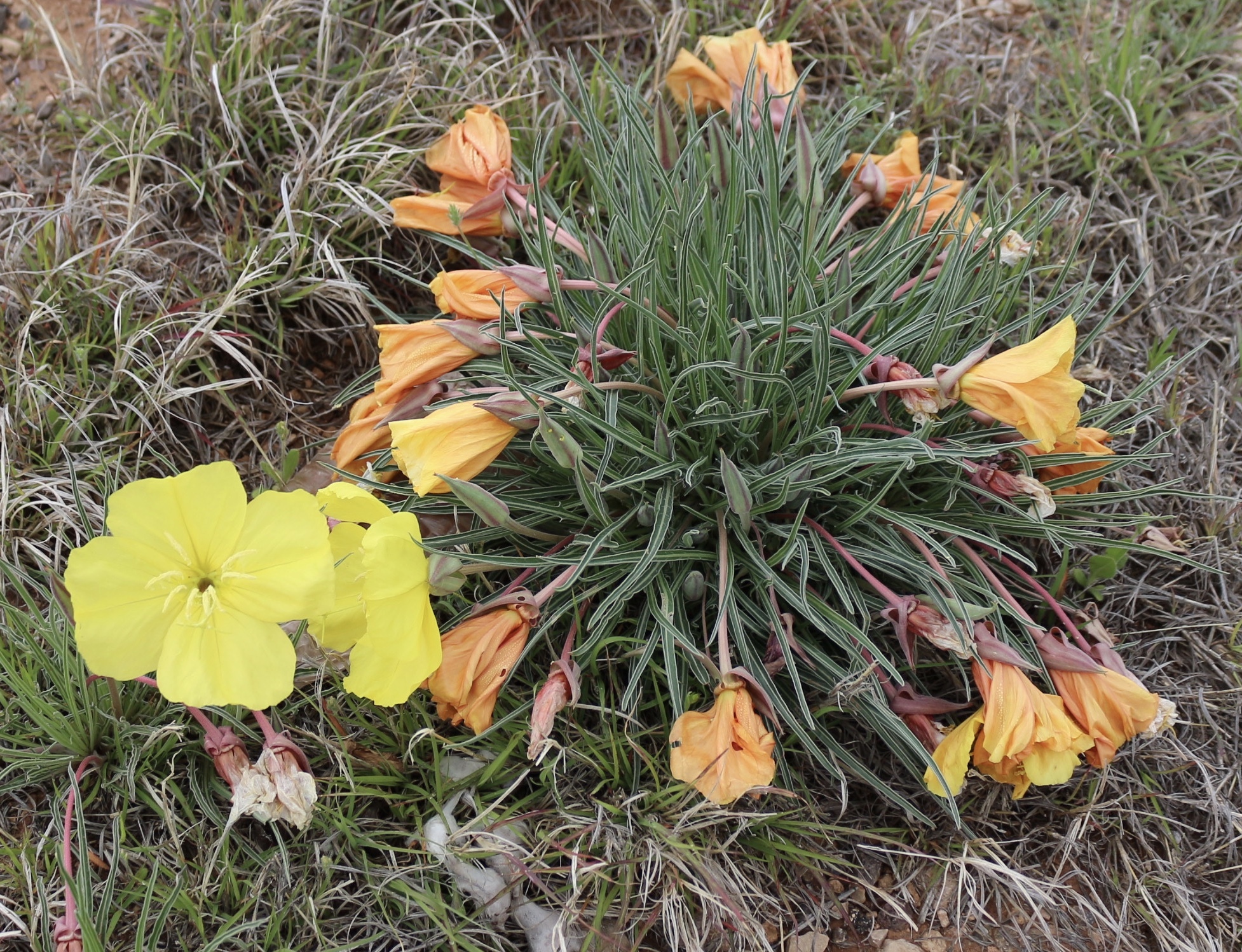 Oenothera coryi