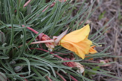 Oenothera coryi