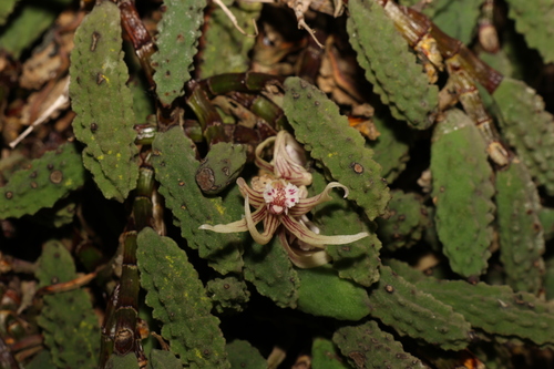 Image of Dendrobium cucumerinum by (c) Greg Tasney, some rights reserved (CC BY-SA)
