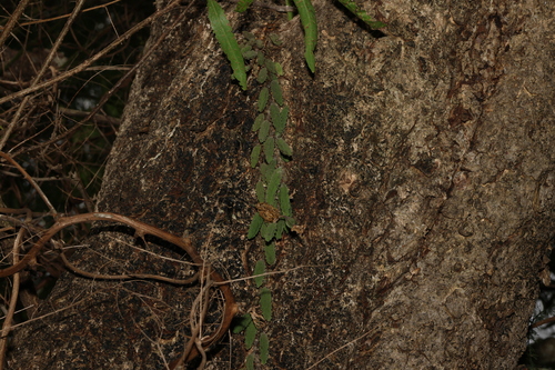 Image of Dendrobium cucumerinum by (c) Greg Tasney, some rights reserved (CC BY-SA)