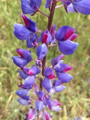 Lupinus benthamii