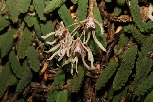 Image of Dendrobium cucumerinum by (c) Greg Tasney, some rights reserved (CC BY-SA)