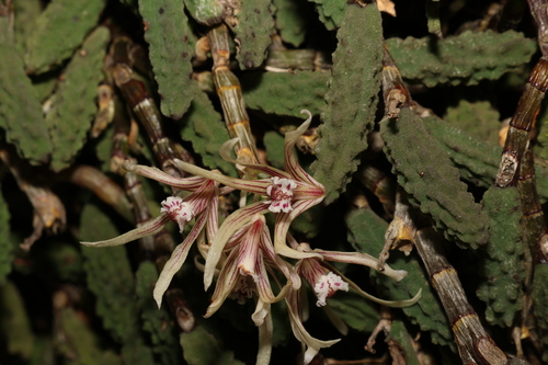 Image of Dendrobium cucumerinum by (c) Greg Tasney, some rights reserved (CC BY-SA)