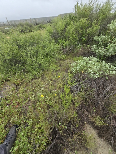 Image of Leptosyne californica by (c) Alan Rockefeller, some rights reserved (CC BY)