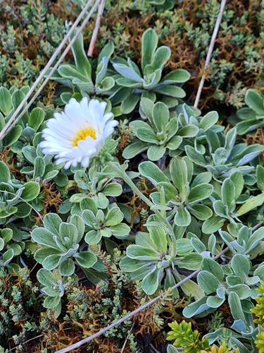 Celmisia discolor Hook.fil.