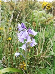 Hyacinthoides hispanica