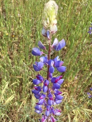 Lupinus benthamii