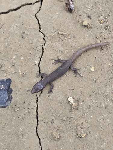 Wiggins' Night Lizard