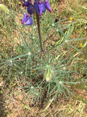 Lupinus benthamii