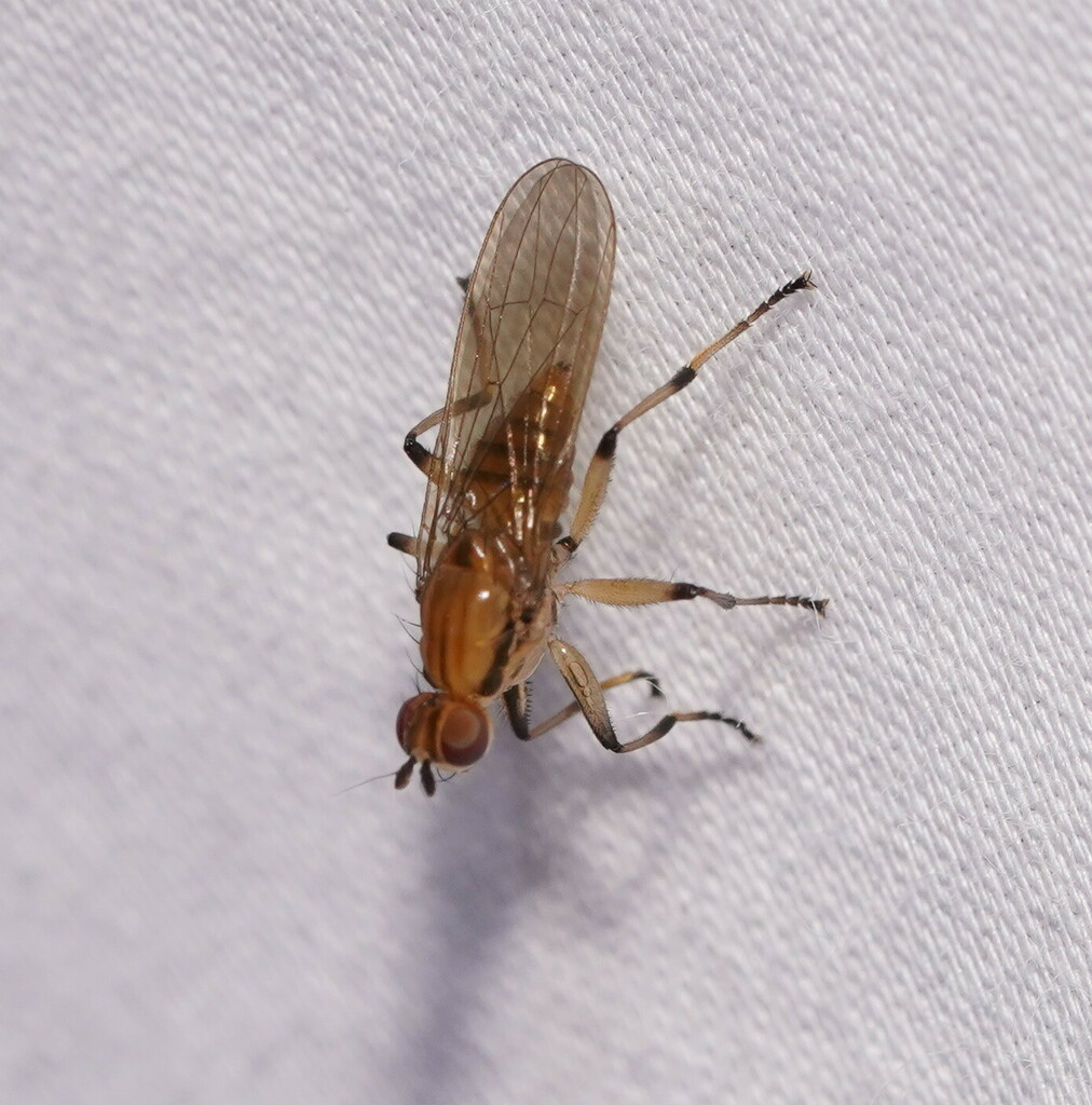 Tapeigaster subglabra