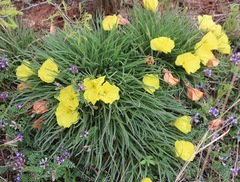 Oenothera coryi