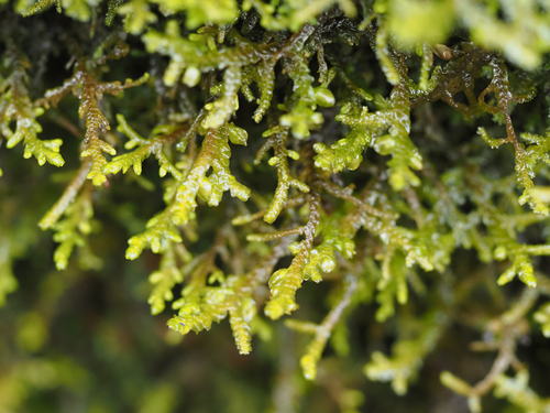 Porella roellii