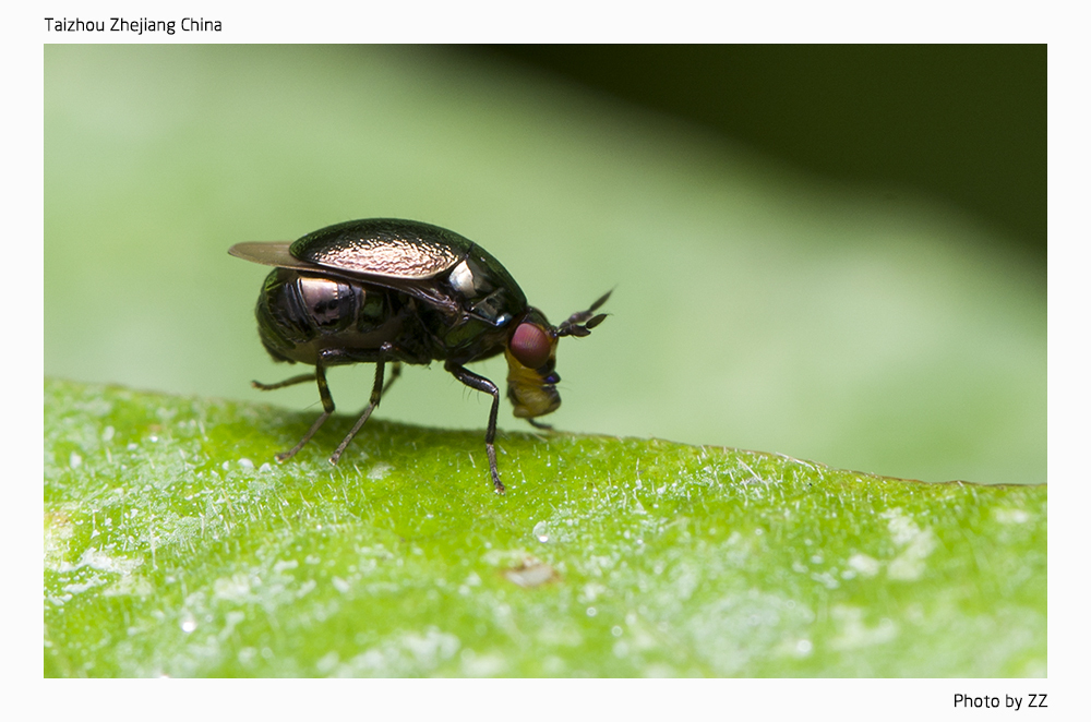 Spaniocelyphus fuscipes