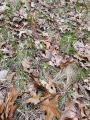 Thamnophis sirtalis