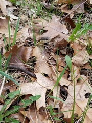Thamnophis sirtalis