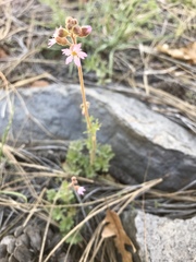 Lithophragma tenellum