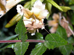 Aglaothorax longipennis