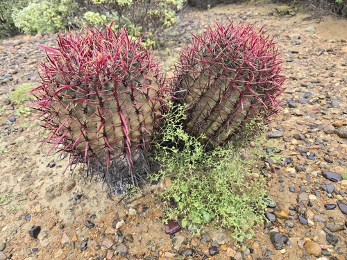 Image of Ferocactus gracilis by (c) Alan Rockefeller, some rights reserved (CC BY)