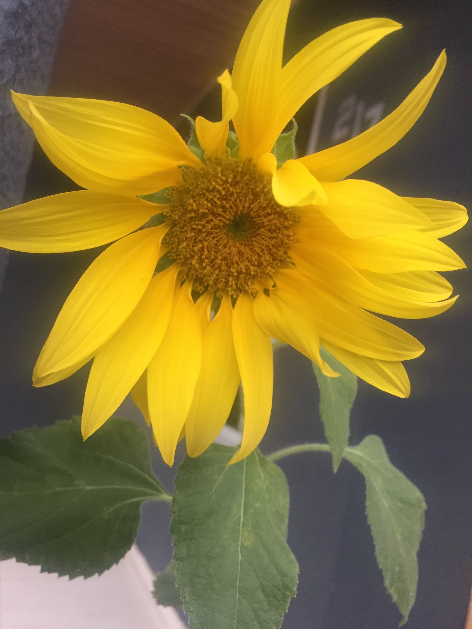Helianthus annuus
