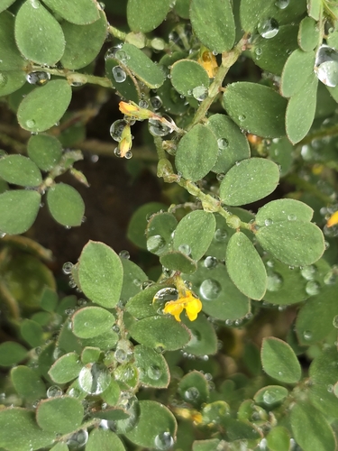 Image of Acmispon maritimus by (c) Alan Rockefeller, some rights reserved (CC BY)