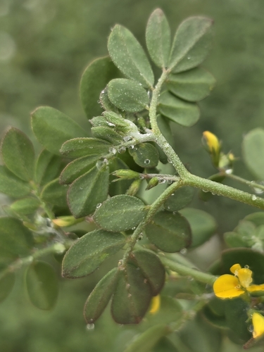 Image of Acmispon maritimus by (c) Alan Rockefeller, some rights reserved (CC BY)