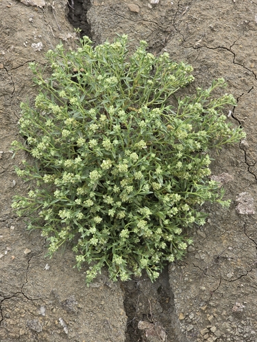 Image of Petalonyx linearis by (c) Alan Rockefeller, some rights reserved (CC BY)