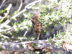 Clidophleps wrighti