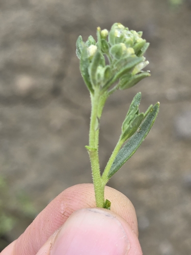 Image of Petalonyx linearis by (c) Alan Rockefeller, some rights reserved (CC BY)